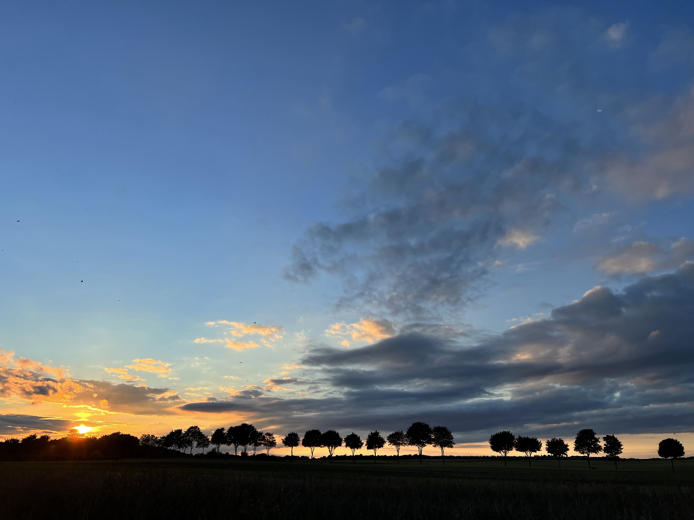 Tree line at sunset, one